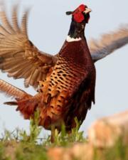 special menu : wild - Fazant