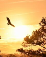 Infosessie "Dementie"